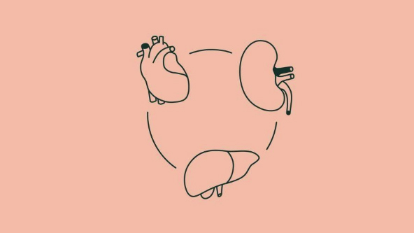 Die Leber und ihr Einfluss auf unsere Gesundheit