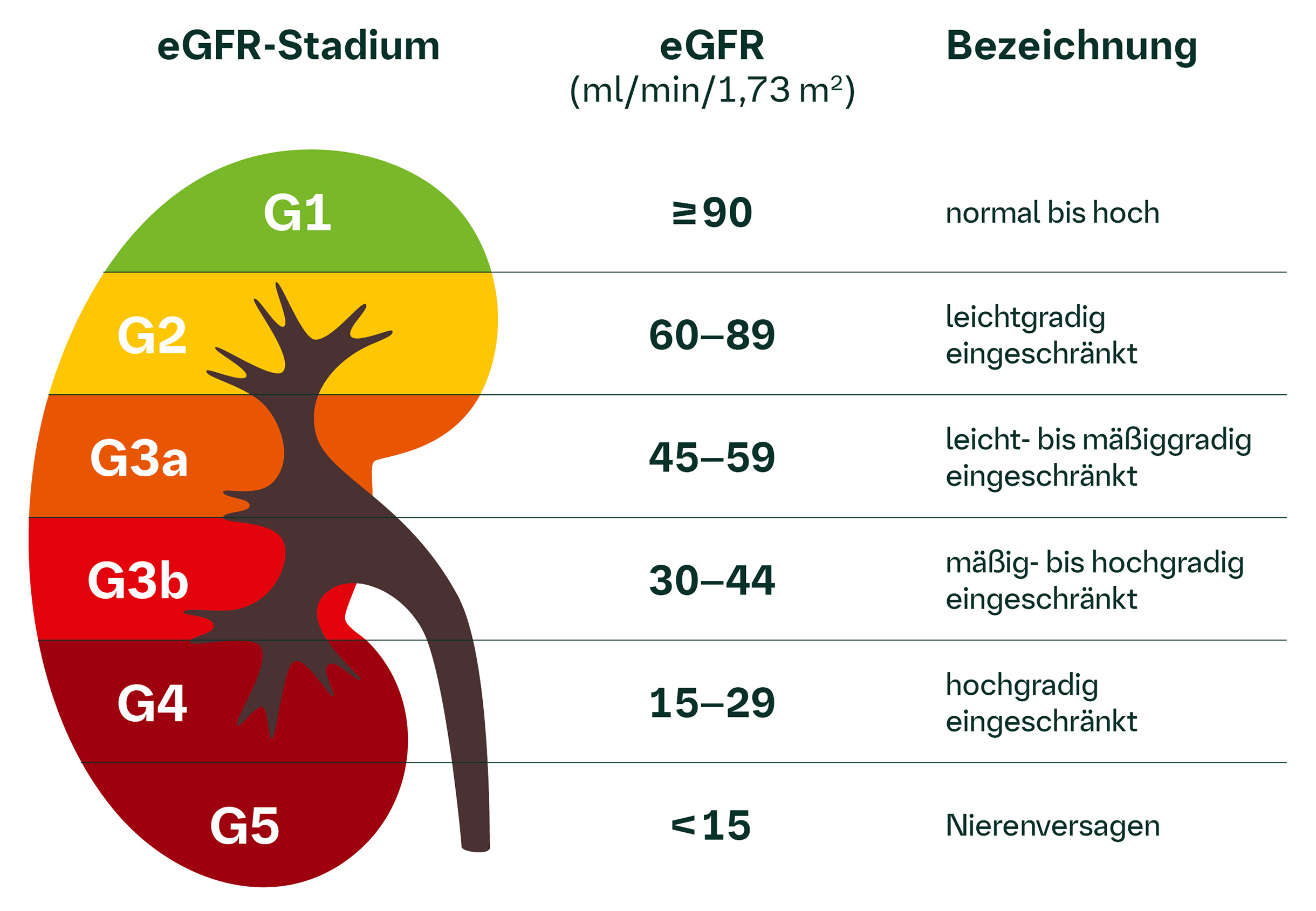 Die eGFR ist ein wichtiges Kriterium für den Schweregrad einer CKD