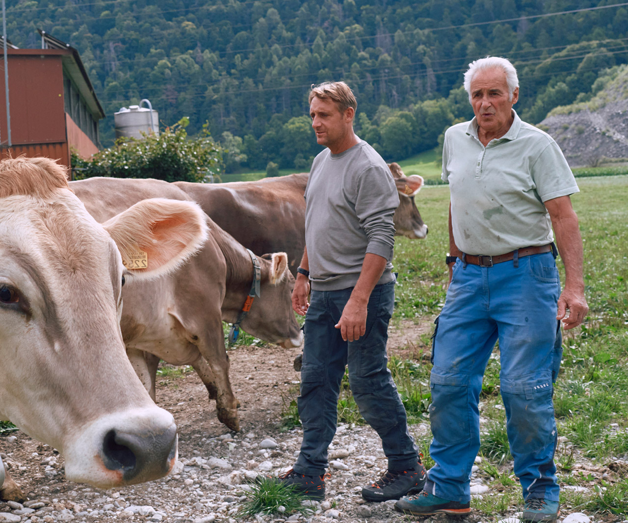 Zwei Bauern mit Kühen