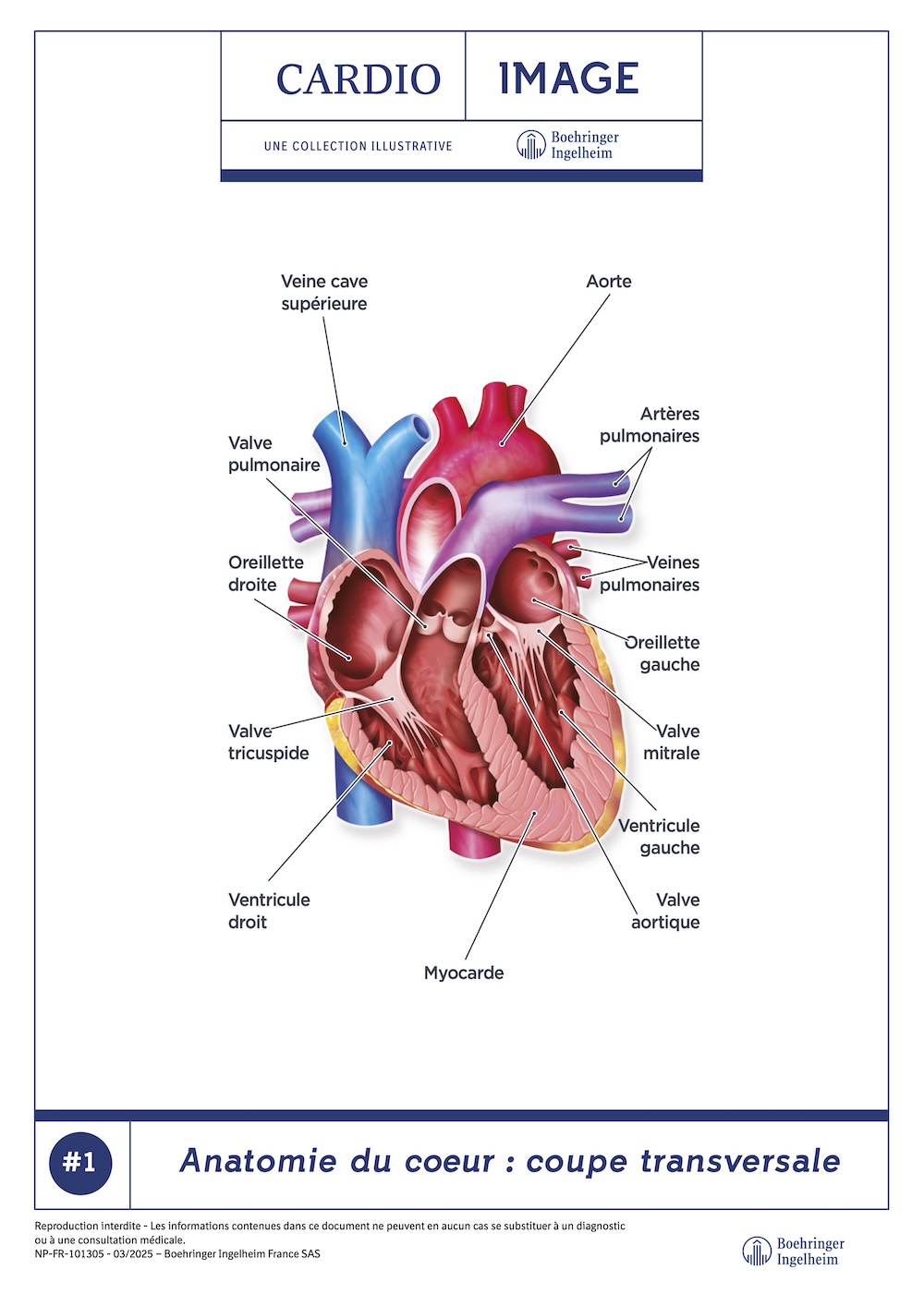 Planche n°1 : Anatomie du cœur - coupe transversale