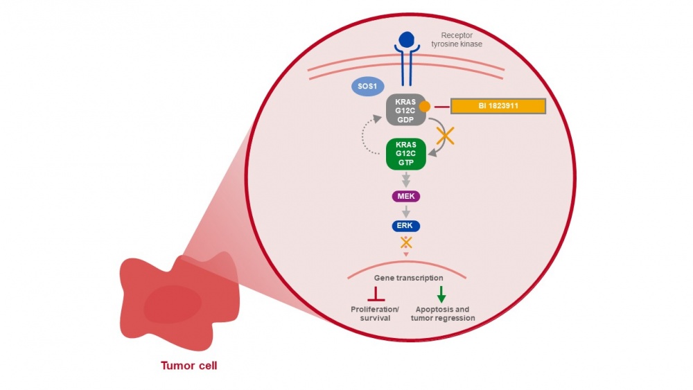 Bi 1823911 Kras G12c Inhibitor Clinical Trial
