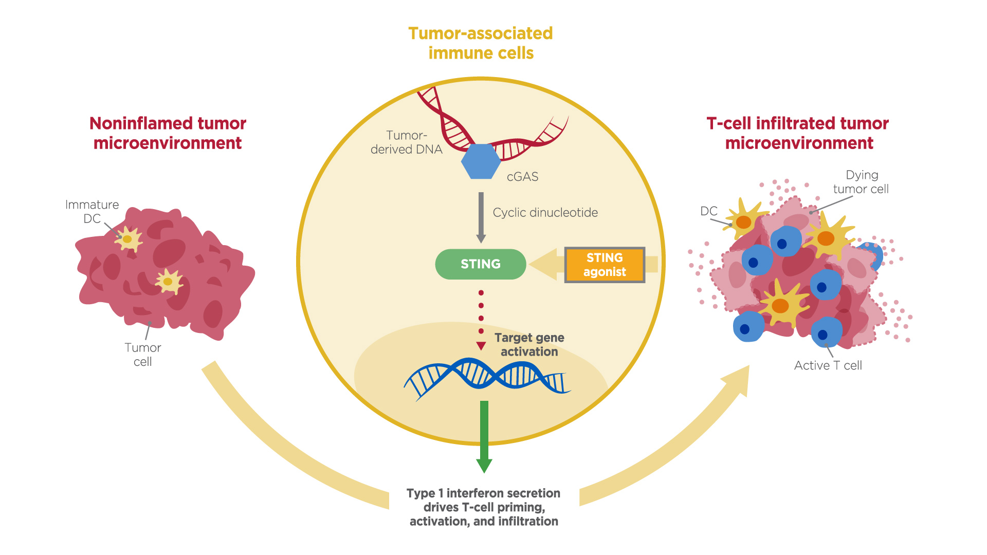 STING Agonist | InOncology – Boehringer Ingelheim