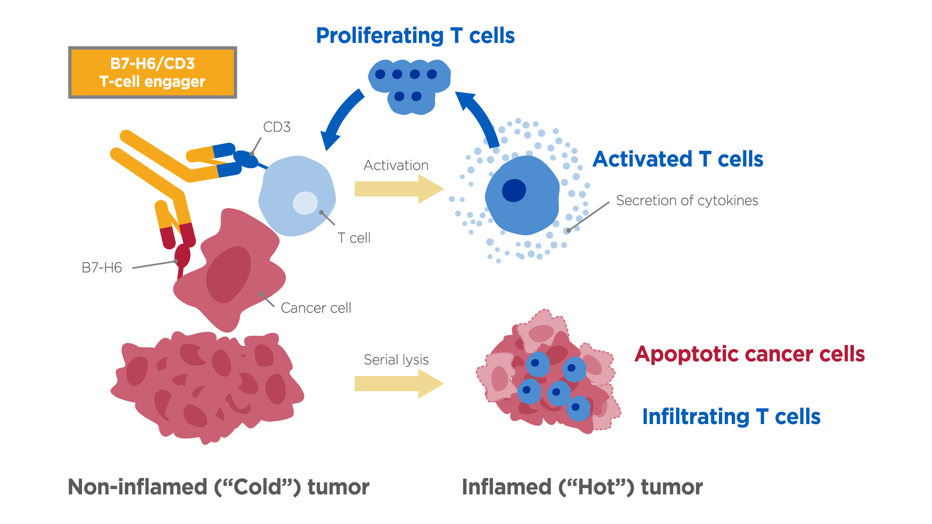 B7-H6/CD3 T-cell Engager | InOncology – Boehringer Ingelheim