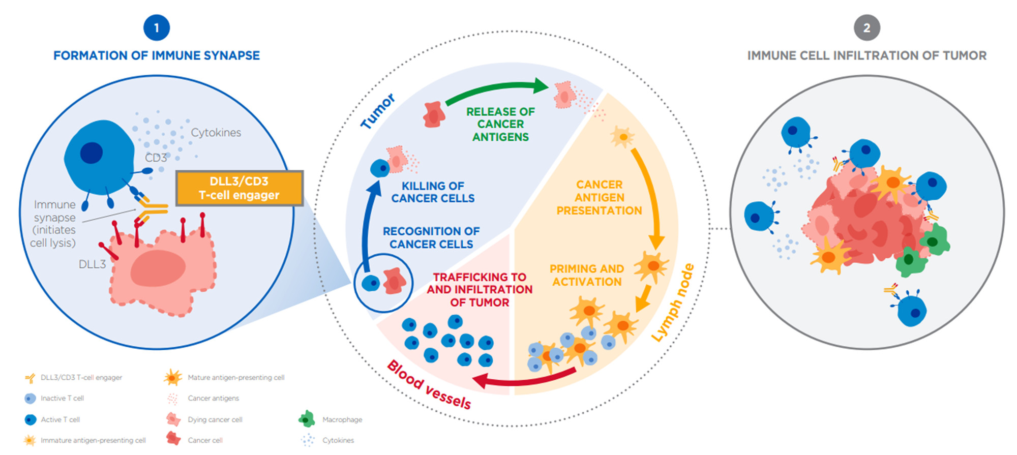 DLL3/CD3 T-cell Engager | InOncology – Boehringer Ingelheim