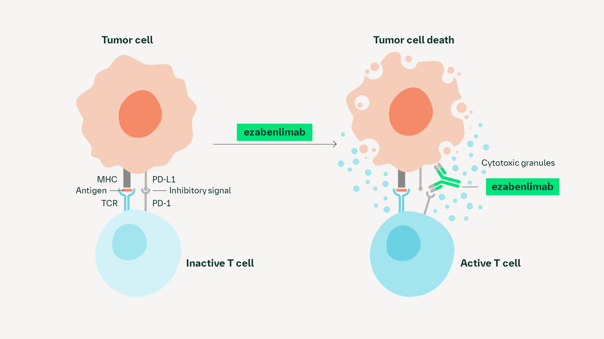 【OT】EMD PD-1 ezabenlimab | InOncology – Boehringer Ingelheim