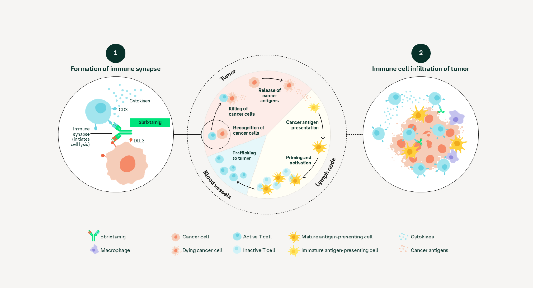 Obrixtamig | DLL3/CD3 Cytolytic Synapse | InOncology