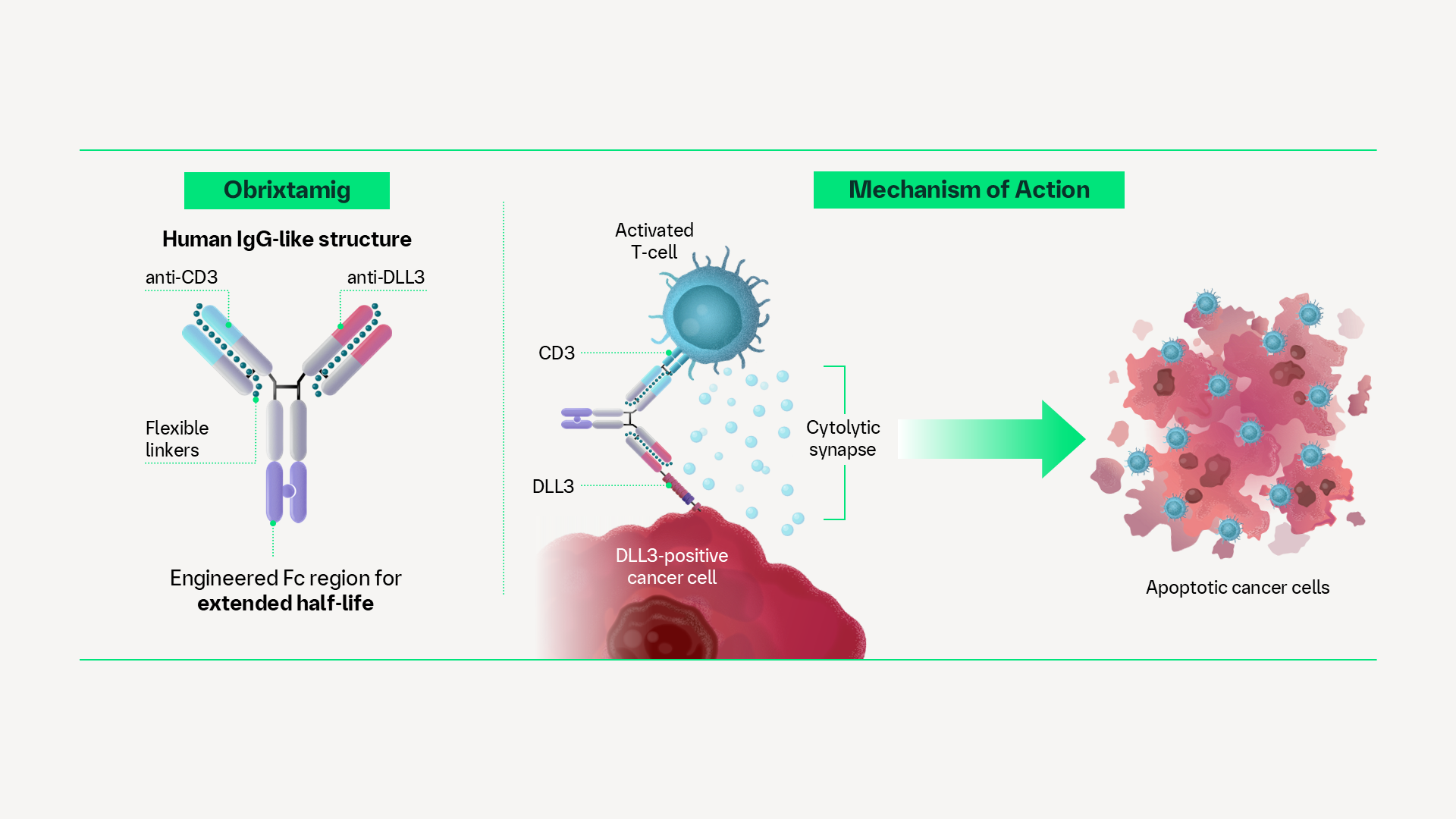 Obrixtamig | DLL3/CD3 Cytolytic Synapse | InOncology