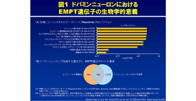 エンドサイトーシスによる膜輸送とパーキンソン病発症リスク Mirapex ミラペックス べーリンガープラス