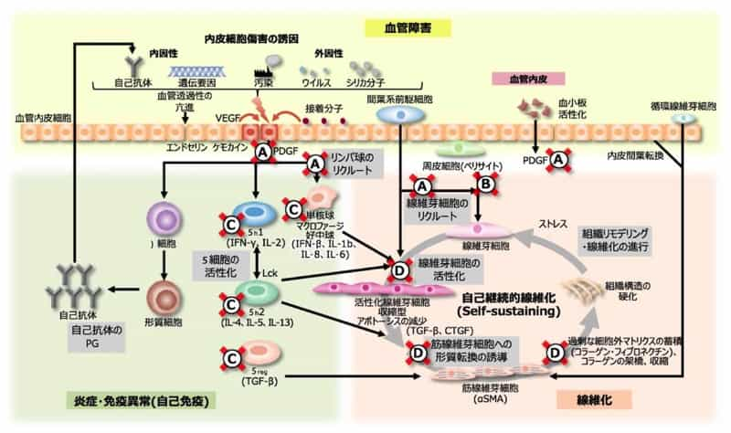 オフェブの作用機序 Ofev オフェブ べーリンガープラス