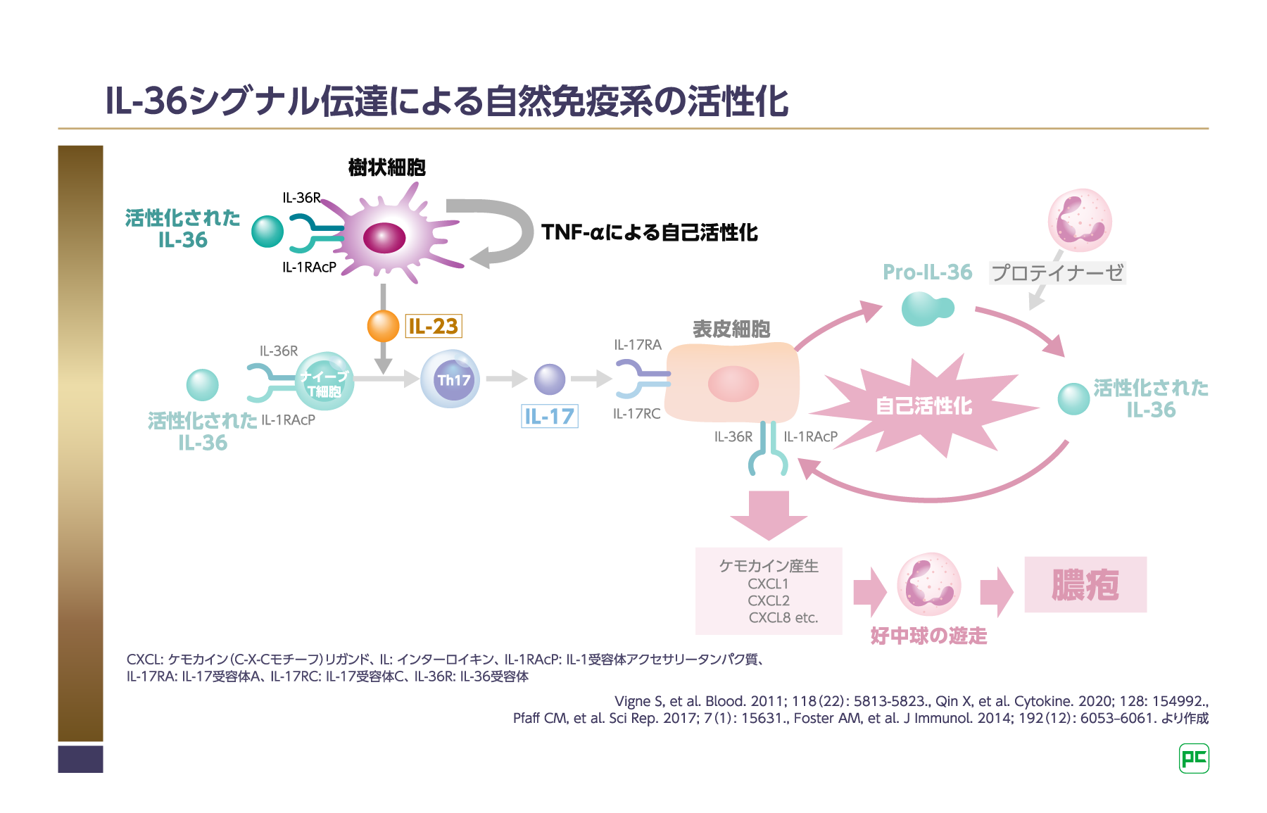 GPPの膿疱形成メカニズムにおけるIL-36シグナル伝達経路の重要性