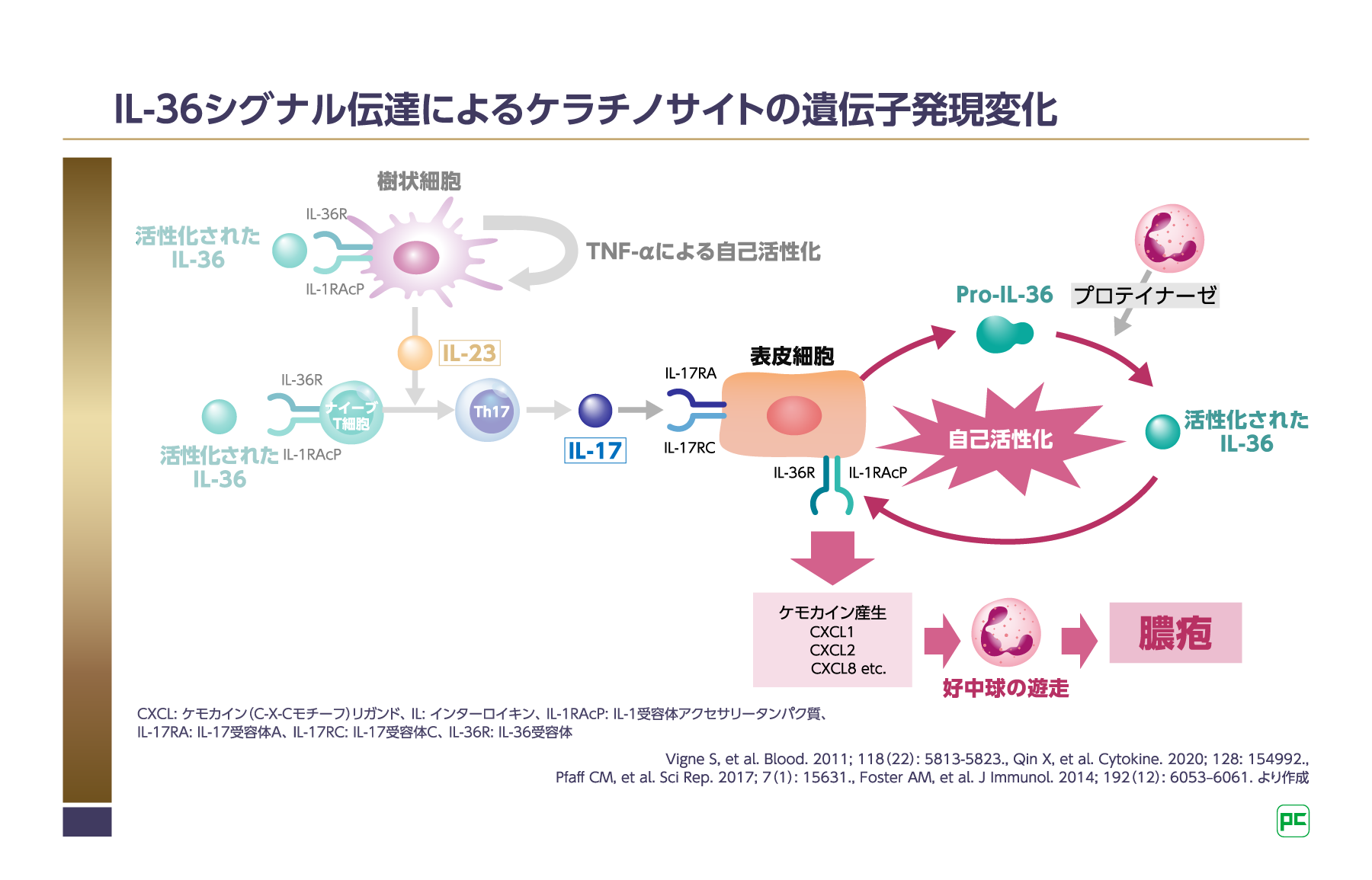 遺伝子 KRAS変異型の非小細胞肺がんに対するTBK1を標的とした新規の治療