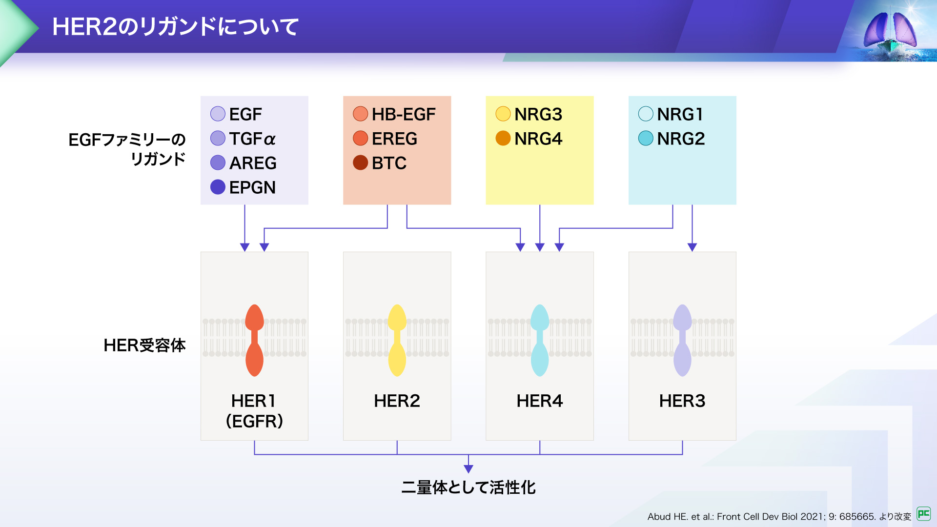 ヘルネクシオス®の作用機序と臨床効果| べーリンガープラス