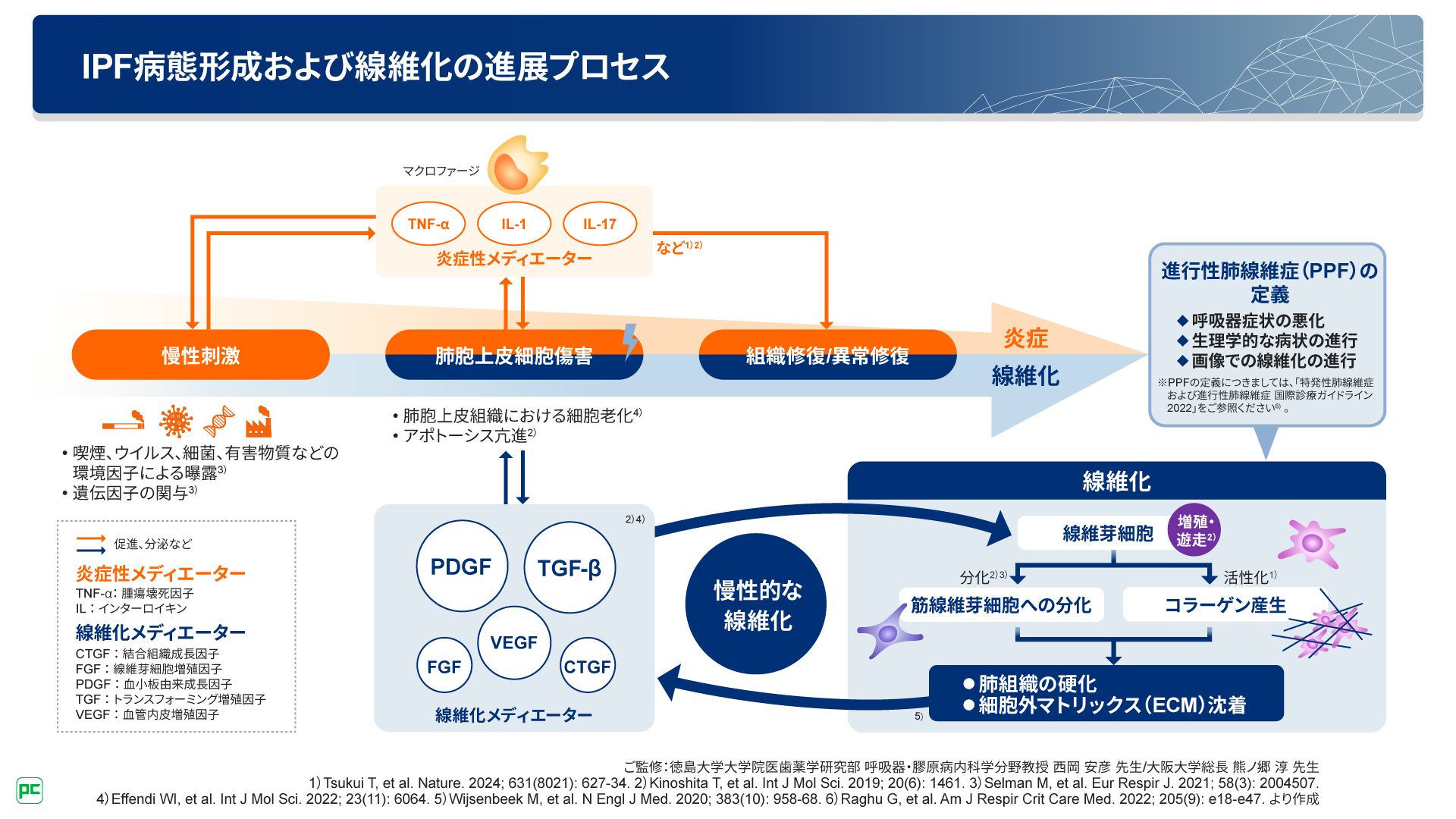 特発性肺線維症（IPF）における病態形成メカニズム（静止画