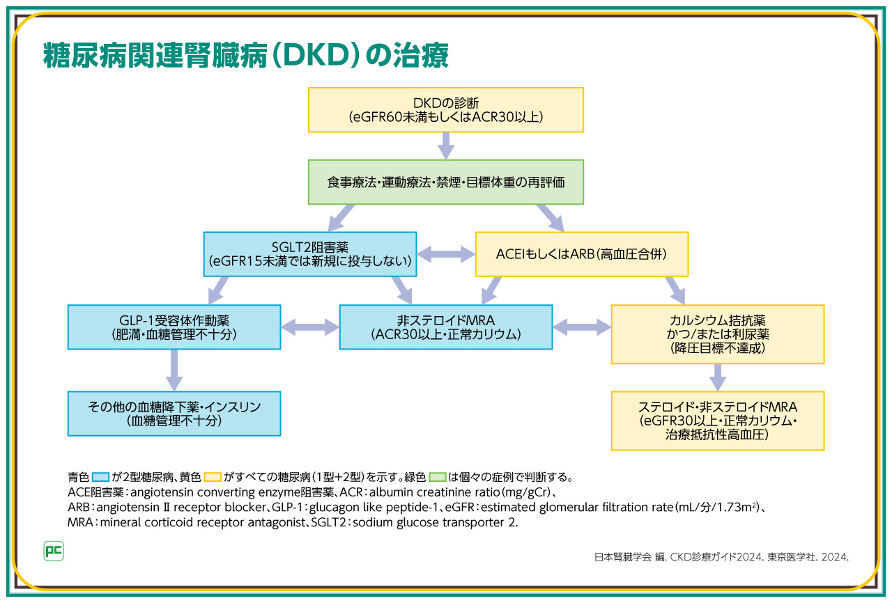 CKD診療ガイド2024における主な改訂ポイント ～DKDの第一選択薬