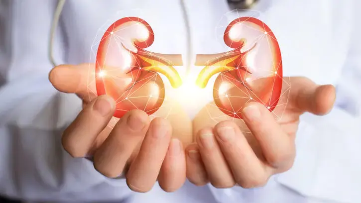 腎概念の研究 腎疾患治療薬の創薬/病態研究 - Axcelead Drug Discovery