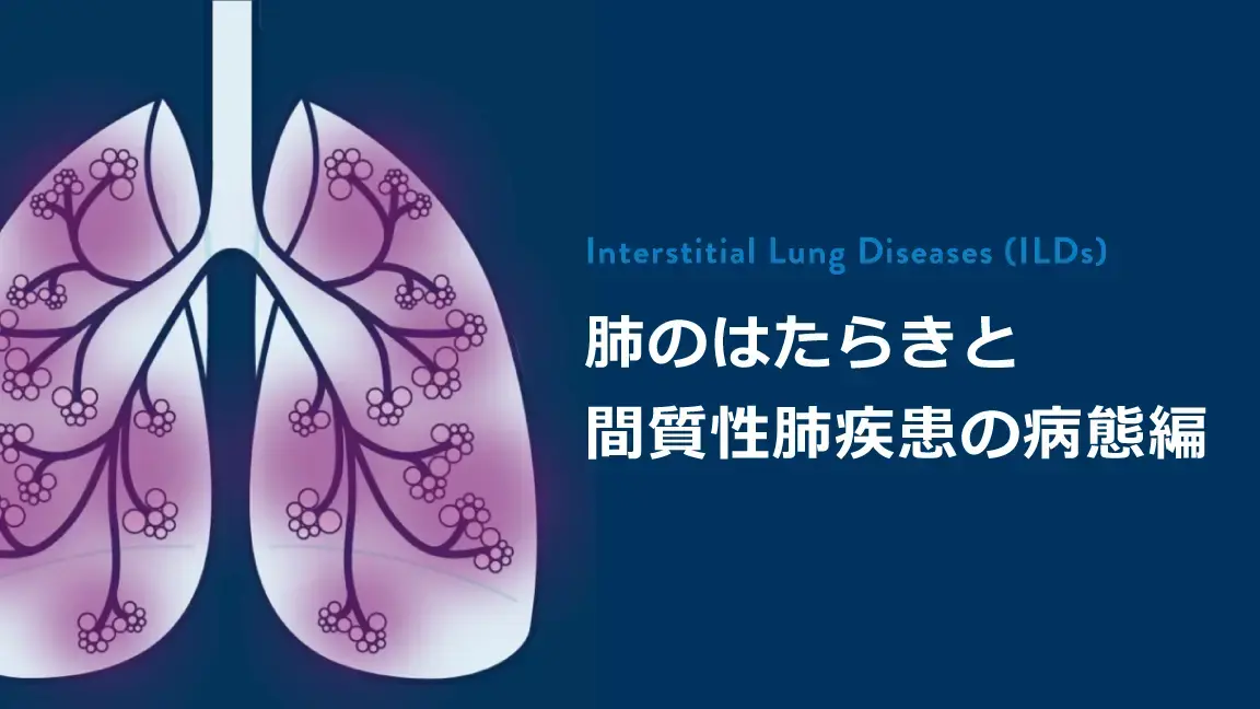 肺のはたらきと間質性肺疾患の病態編 (患者さん説明用)