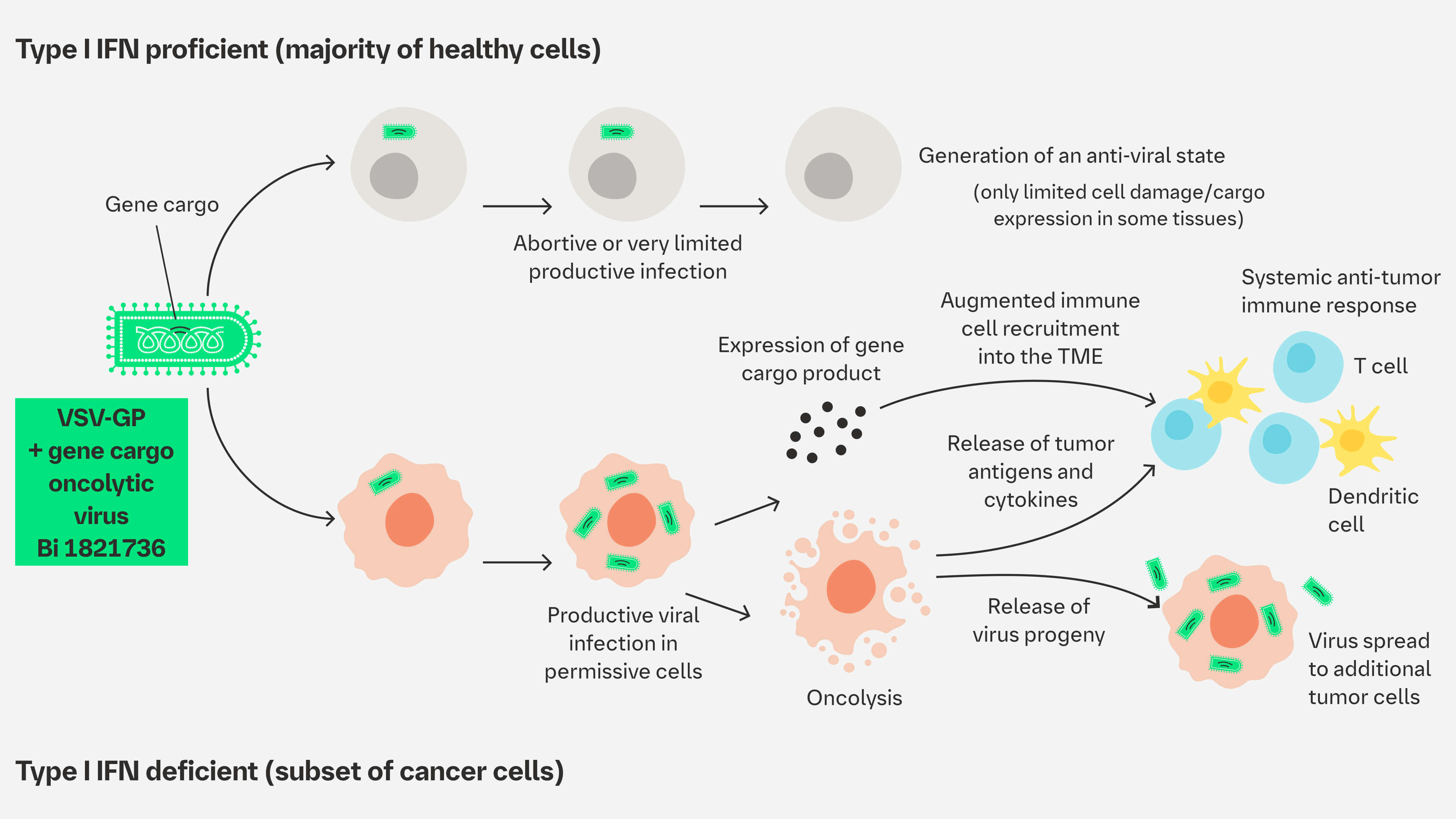 VSV-GP Oncolytic Virus MoA