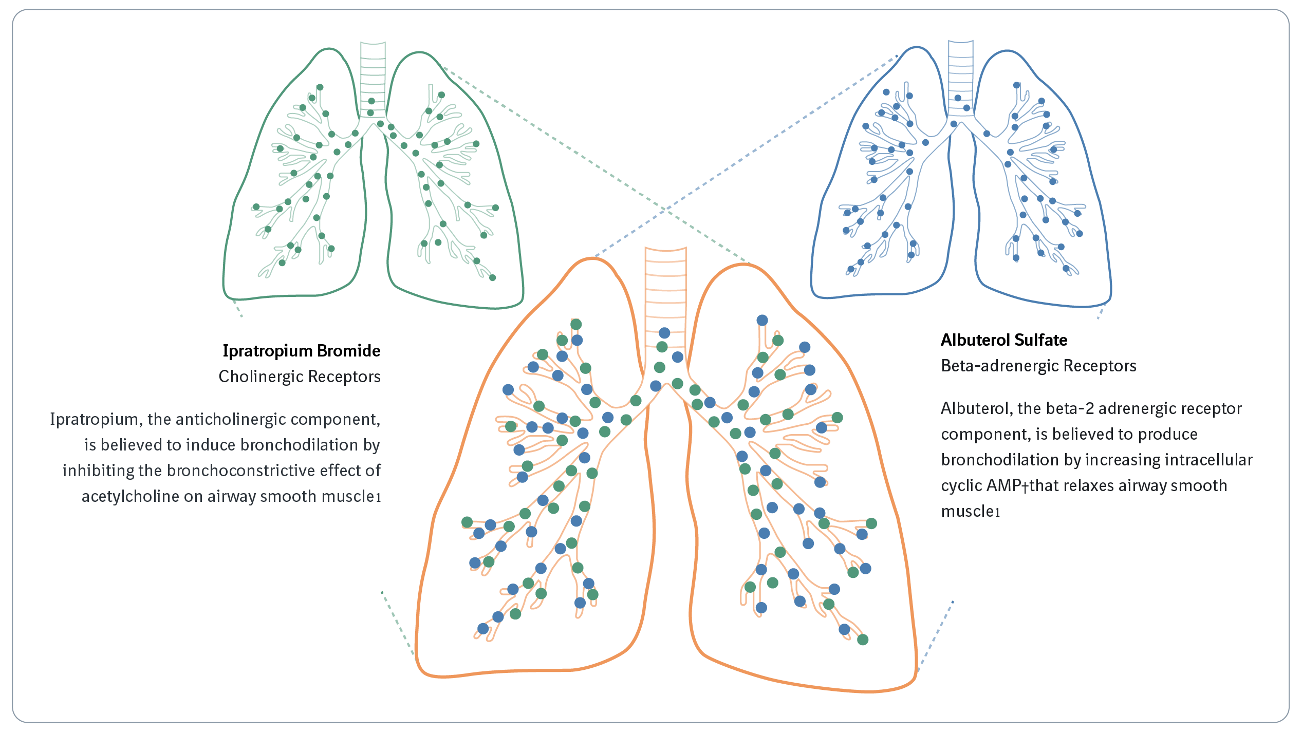 Bronchodilators | Combivent® Respimat® Inhalation Spray