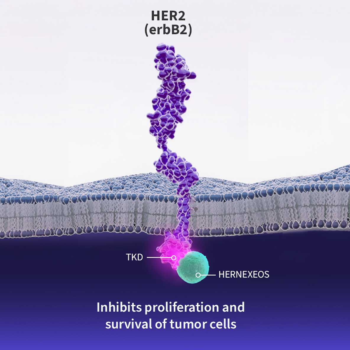Mechanism Of Action HERNEXEOS zongertinib Tablets 