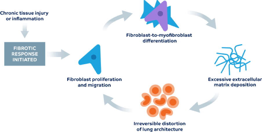 Mechanism Of Action | OFEV® (nintedanib)