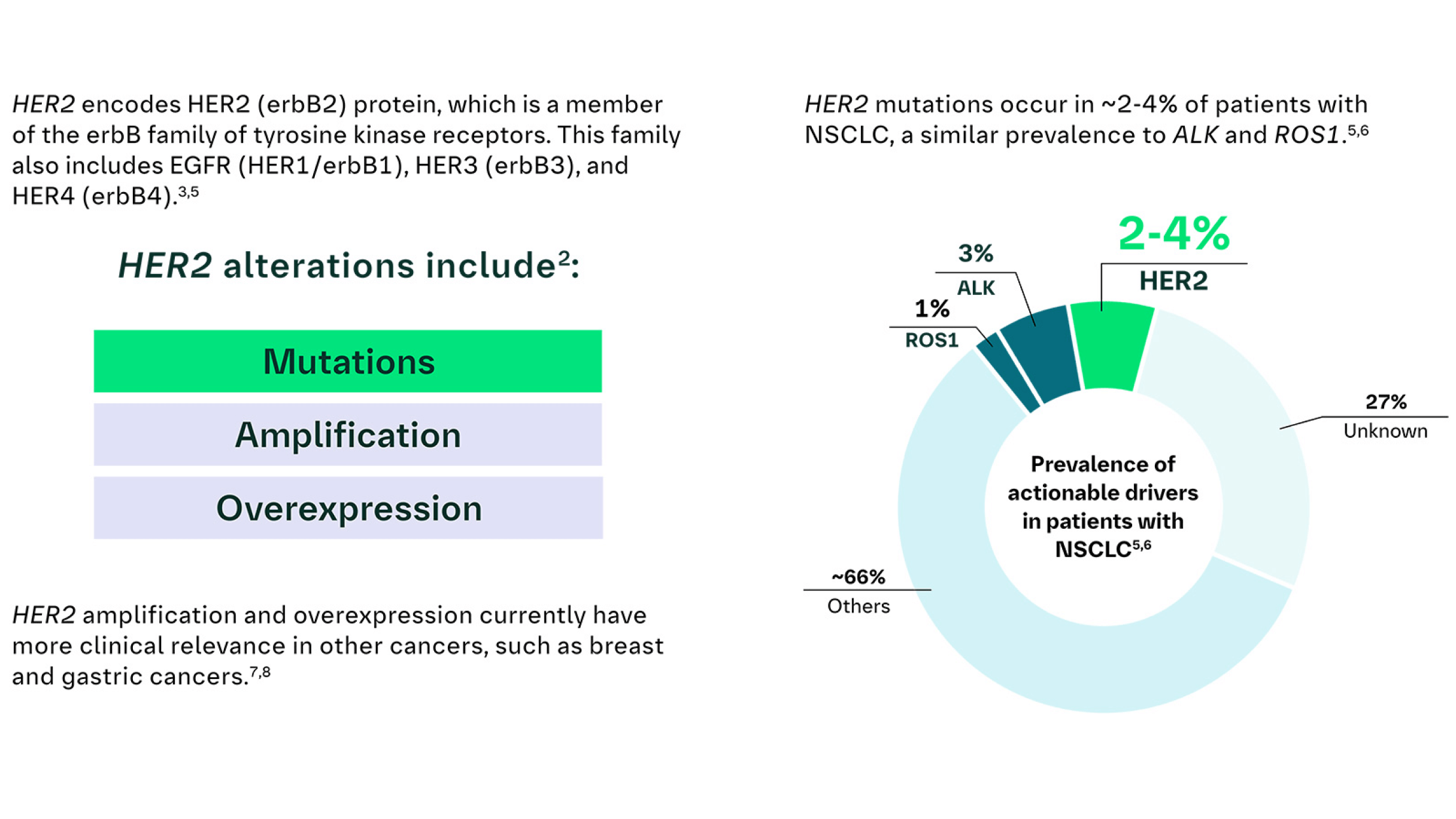 Non-Small Cell Lung Cancer (NSCLC) & HER2 (ERBB2) Mutation In NSCLC